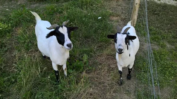 Le Jardin de Chalets - Les animaux du jardin pédagogique- les chèvres naines, OFFICE DE TOURISME DE PARELOUP LEVEZOU