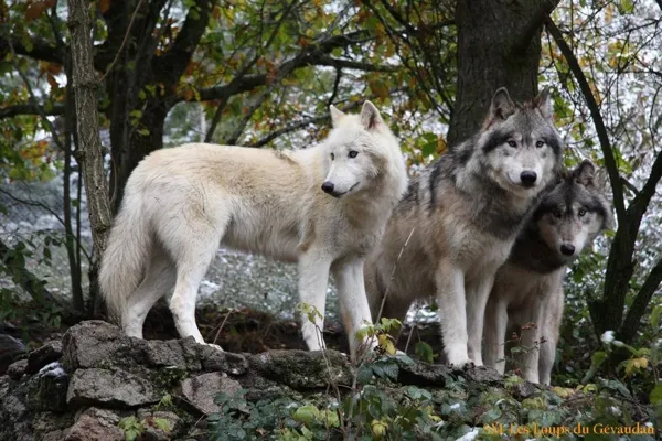 Les loups du Gévaudan, Office de Tourisme en Aubrac