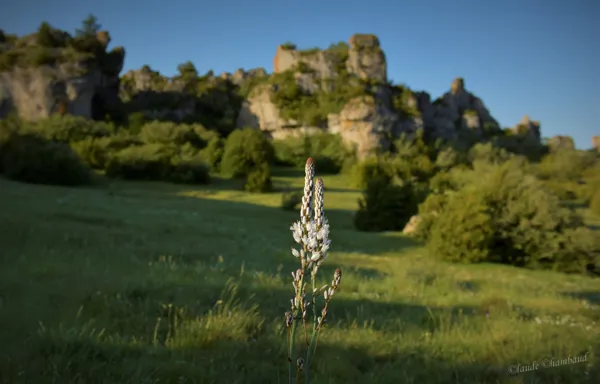 Asphodèles sur le Causse., Claude Chambaud