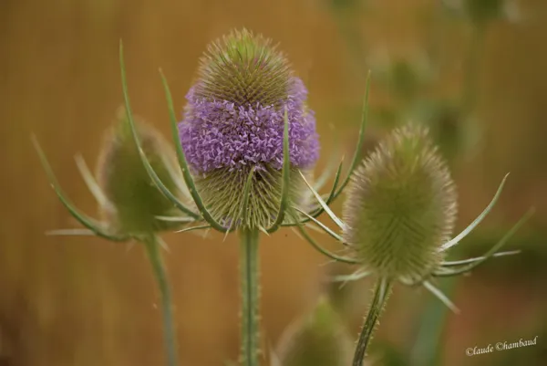 Le chardon bleu., Claude Chambaud