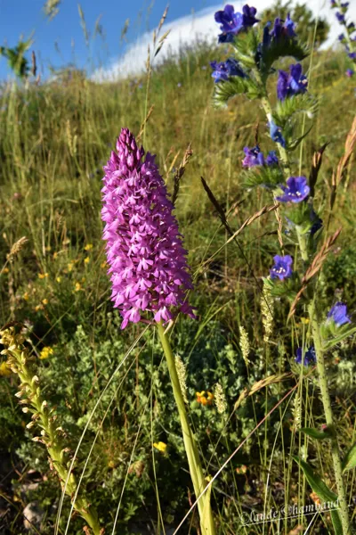 L'incontournable Orchis Pyramidal., Claude Chambaud