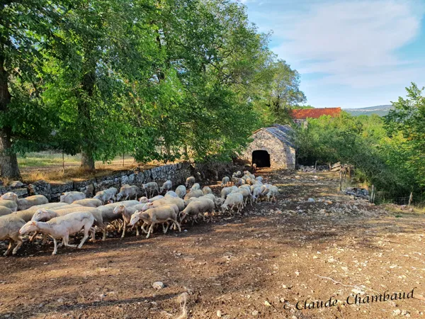 Les brebis sortent de la jasse pour aller pâturer., Claude Chambaud
