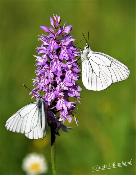 Gazés ou Piéride de l'aubépine sur une orchidée., Claude Chambaud