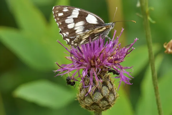 Succulent ce chardon!, Claude Chambaud