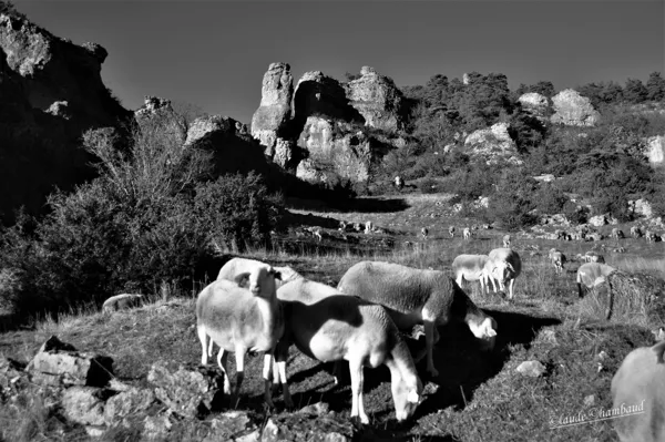 Les brebis au pâturage., Claude Chambaud