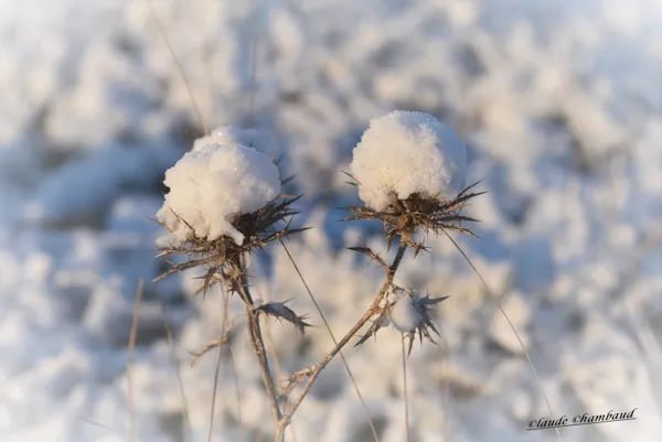 Fleur de neige..., Claude Chambaud