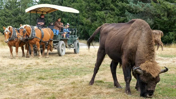 Réserve des Bisons d'Europe, Office de Tourisme en Aubrac