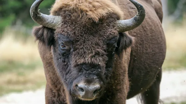 Réserve des Bisons d'Europe, Office de Tourisme en Aubrac