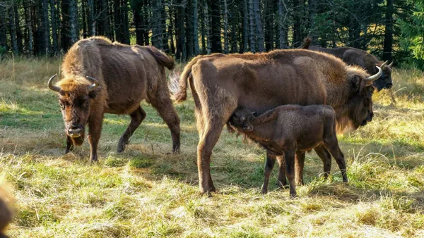 Réserve des Bisons d'Europe, Office de Tourisme en Aubrac