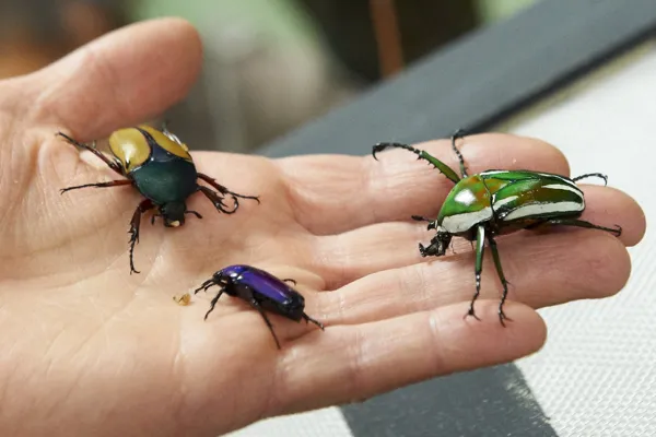 Micropolis la cité des insectes, MICROPOLIS LA CITÉ DES INSECTES