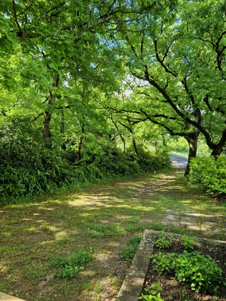 entrée: ombre des chênes