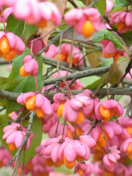 , chauchard Florence