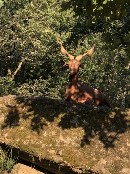 , chauchard Florence