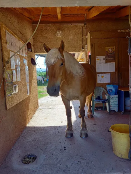 Les poneys de Patchanka