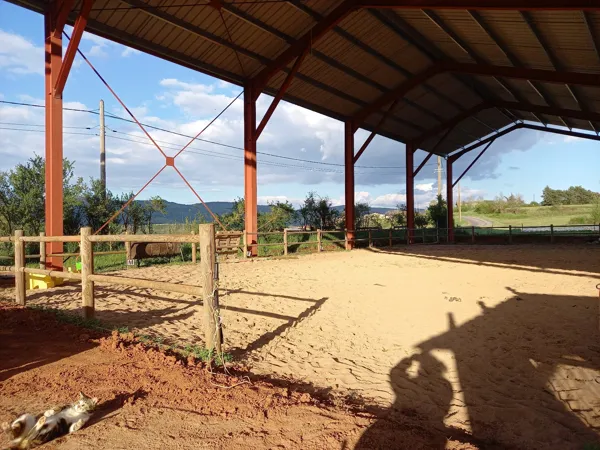 Les poneys de Patchanka