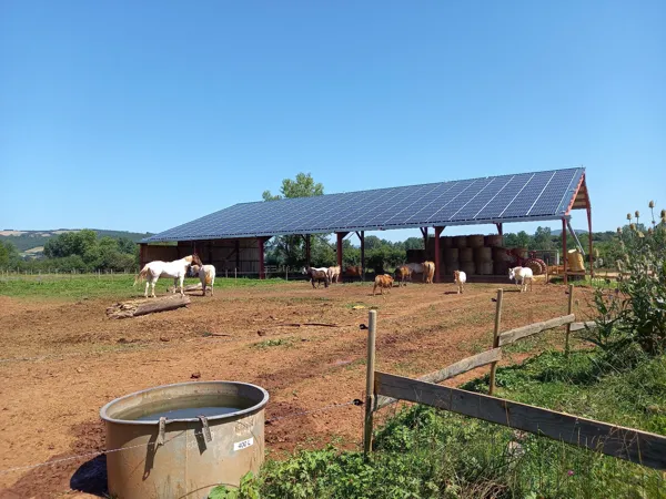 Les poneys de Patchanka