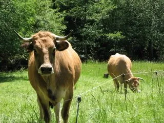 Vaches d'Aubrac sur le Sentier de l'imaginaire, OFFICE DE TOURISME DU CANTON DE MUR DE BARREZ