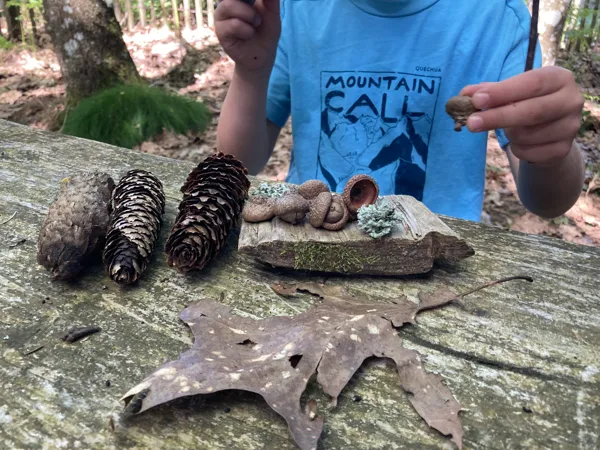 On imagine un banquet sur la table géante de la forêt., Tourisme en Aubrac