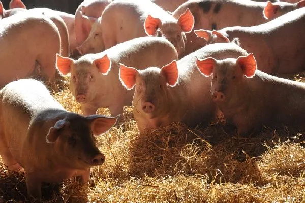 Ferme de Saint Louis, 