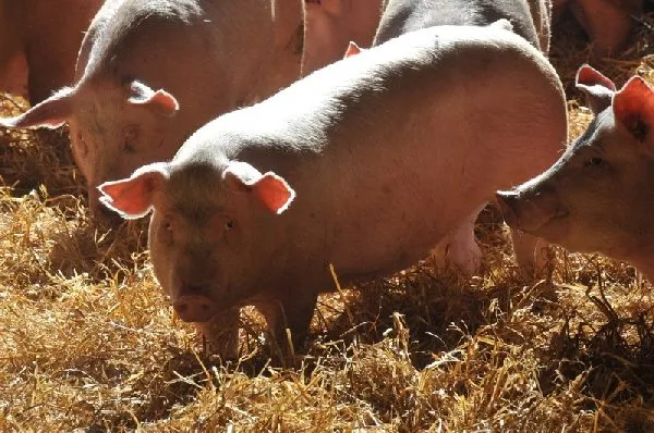 Ferme de Saint Louis, 