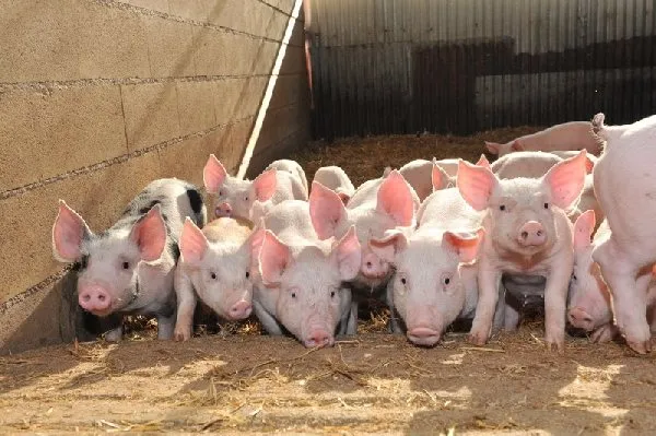 Ferme de Saint Louis, 