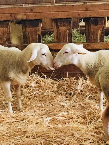Ferme de Saint Louis, GAEC de ST LOUIS