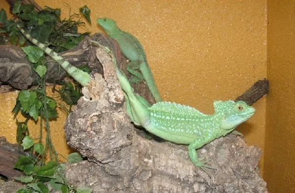 Le reptilarium du Larzac (Sainte Eulalie de Cernon), LE REPTILARIUM DU LARZAC