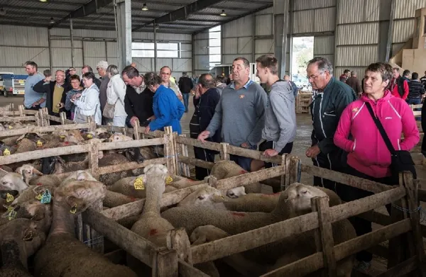 Visite guidée du marché aux bestiaux de Laissac (groupe), Office de Tourisme des Causses à l'Aubrac