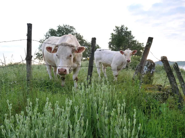 Corinne PEIGNE, Corinne PEIGNE