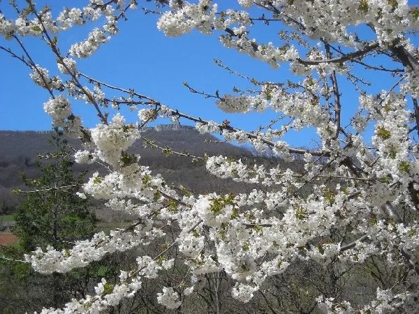 Cerisier en fleur, Maison de la Cerise