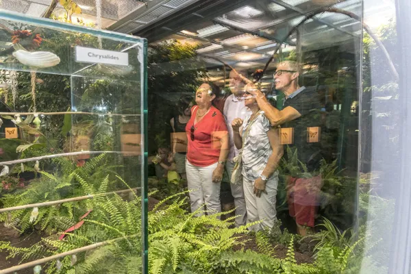 MICROPOLIS LA CITÉ DES INSECTES (groupes serre aux papillons), MICROPOLIS LA CITÉ DES INSECTES