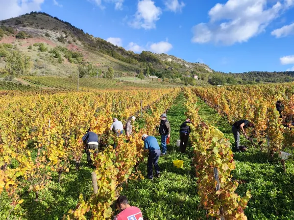 Visite et dégustation avec une sommelière, Laurine Matha