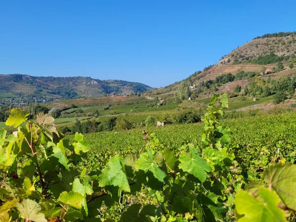 Visite et dégustation avec une sommelière, Laurine Matha