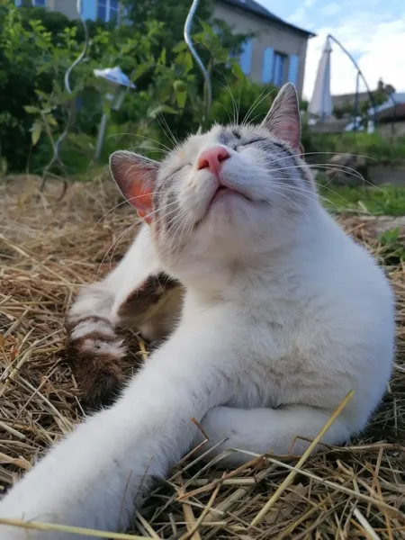 Le chat