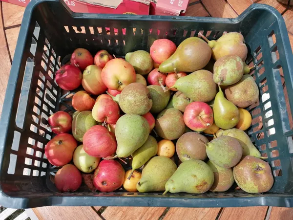 Fruits