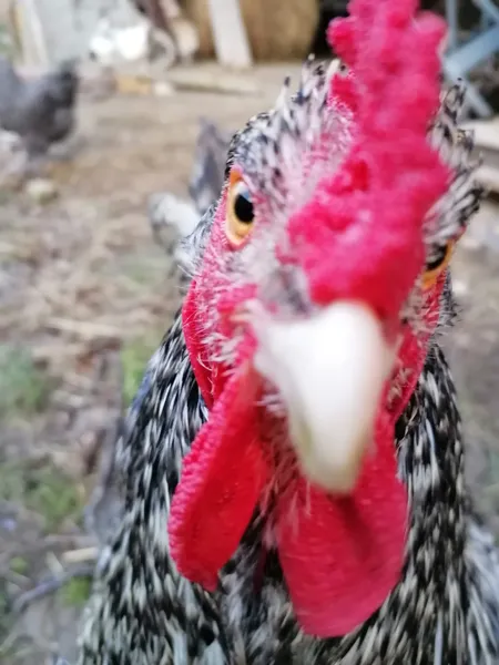 Poule