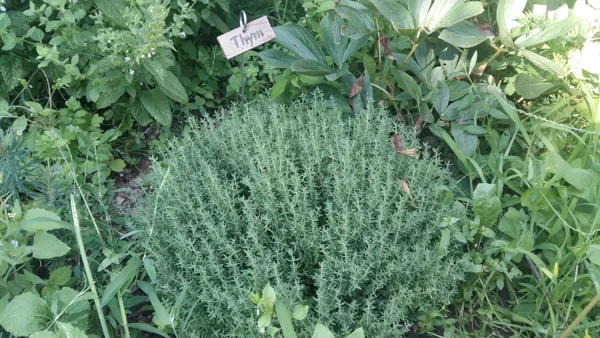jardin aromatique à votre disposition ( menthe, romarin, ciboulette, persil, ...), La Maison Mescladis