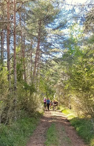 Fed' Ane - Balades et randonnées avec un âne