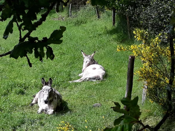 Les ânes Galipette et Galopin, 