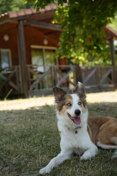 Emmène ton chien, DOMAINE SAINT ESTÈVE
