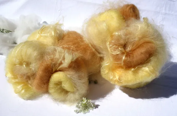 Nappes cardées pour le filage ou le feutrage, Laines 