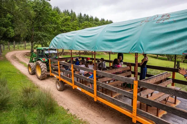 Visite guidée du parc animalier en roulotte pour découvrir plus de 150 animaux en semi liberté., Terres d'Aveyron