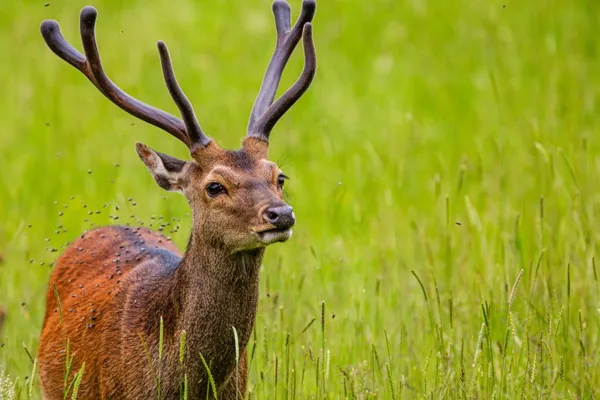 Cerf Sikka au parc animalier Saint Hubert lors de la visite en roulotte., Terres d'Aveyron