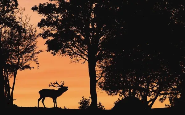 Brame du cerf au parc animalier Saint Hubert, de la mi septembre à la mi octobre., Le Saint Hubert