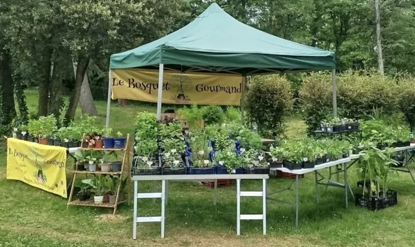 , marchés plants d'aromatiques et fleurs