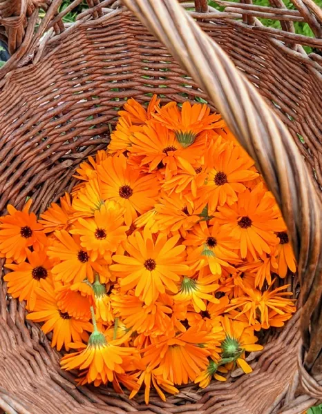 Kalys Artisan Agricole, Kalys Artisan Agricole