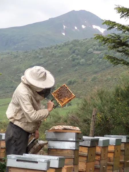 Rucher au pied du Puy Mary, Cantal, Les Rives du Lot