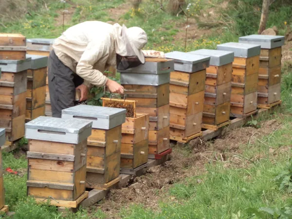 Travail au rucher, Les Rives du Lot