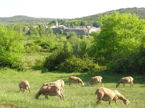 GAEC des Traversiers, fromages fermiers de brebis (La Couvertoirade), Informations La Couvertoirade