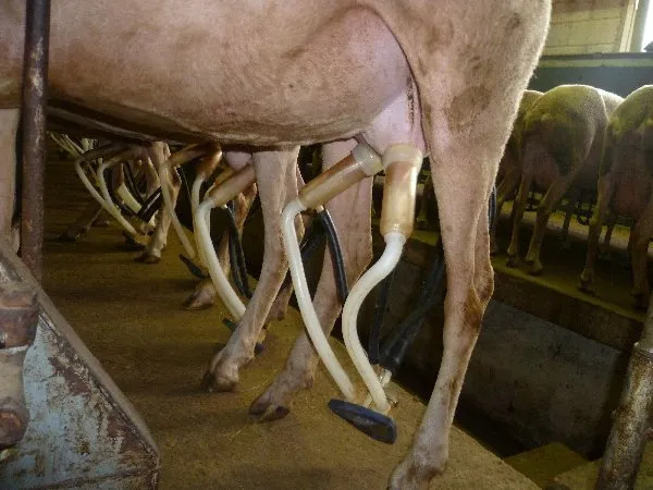 GAEC des Traversiers, fromages fermiers de brebis (La Couvertoirade), OFFICE DE TOURISME LARZAC TEMPLIER CAUSSES ET VALLEES